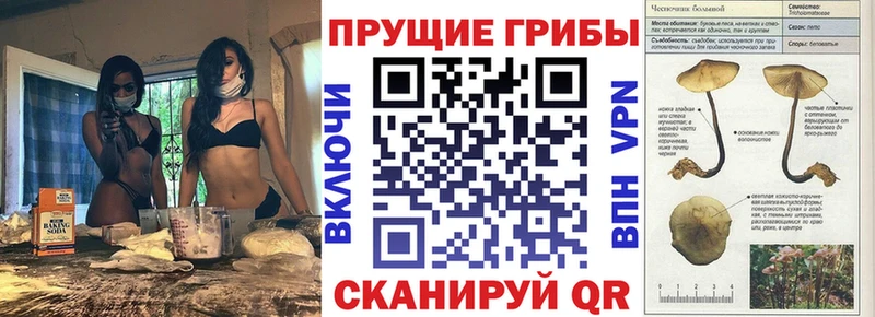 Псилоцибиновые грибы Psilocybe Лесосибирск